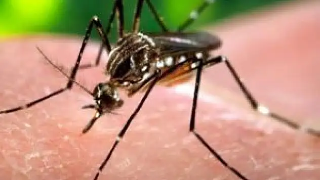 Zika virüsü Finlandiya'ya sıçradı