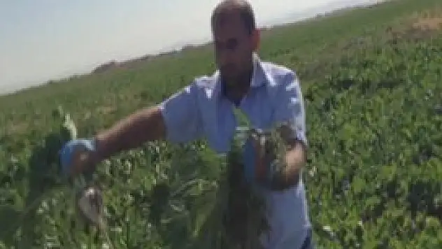 Pancar tarlası uyuşturucu yuvası çıktı