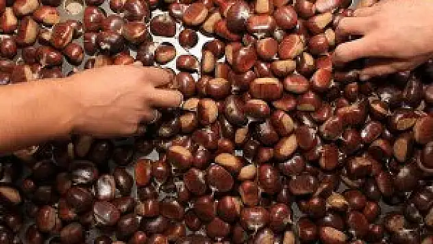 'Kestane hem keyif hem sağlık veriyor'