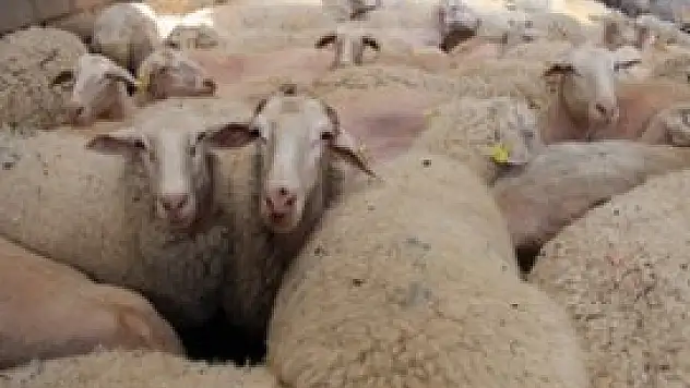 Hayvan dolandırıcılarına dikkat edin