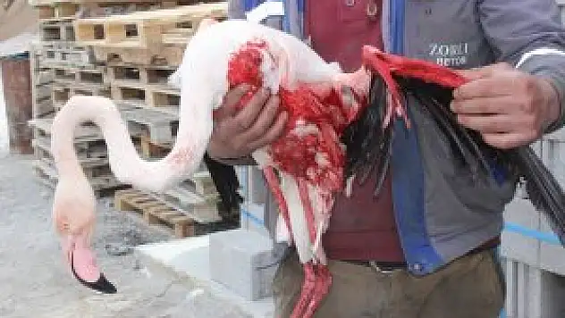 Karapınar'da yaralı flamingo tedavi altına alındı