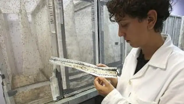 Zika virüsünün DNA dizilimi keşfedildi