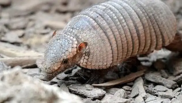 Armadilloların 'atası' bulundu