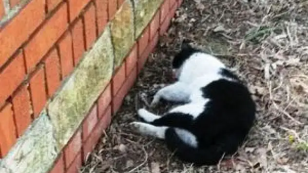 Çanakkale'de kedi katliamı