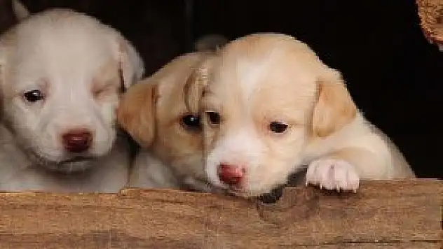 Köpeklerin gözünde manyetik alanları algılayan moleküller bulundu