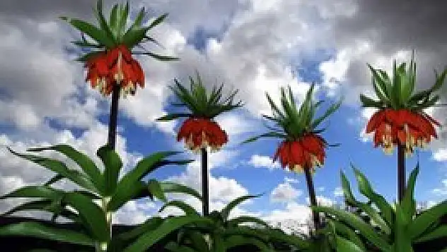 Ters laleye bakanlık koruması