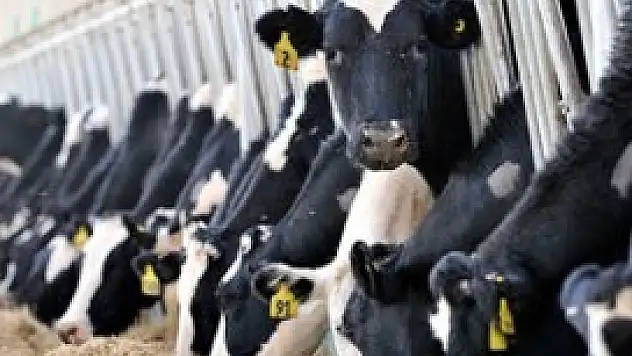 Türkiye hayvancılıkta Avrupa liderliğine 'göz koydu'