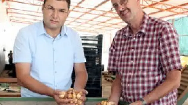 Konya'dan Hollanda'ya lale ihracatı