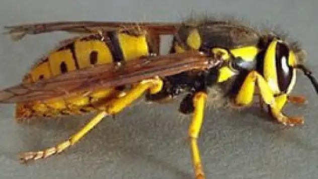 Dilini eşek arısı soktu