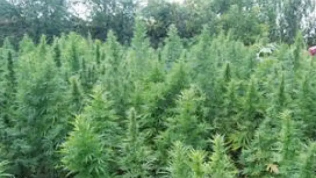 Konya'da 2 bin 200 kök Hint keneviri ele geçirildi