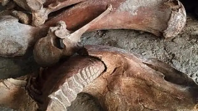 Kırgızistan'da mamut kalıntısı bulundu
