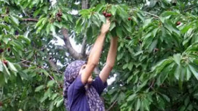 'Türk kirazı'nın yüzde 80'i ihracata gidiyor