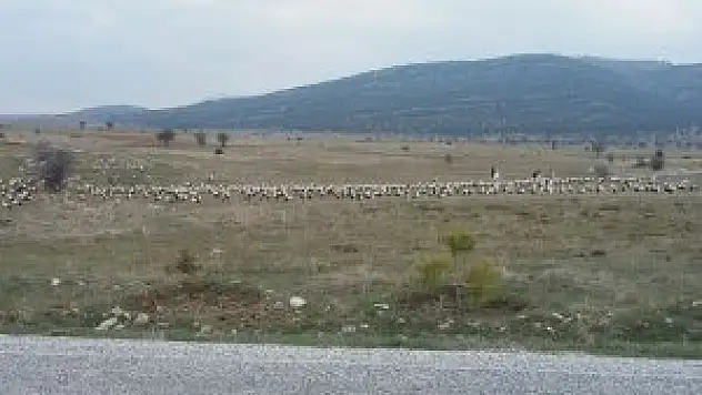 Seydişehir'e yılın ilk leylek sürüsü geldi