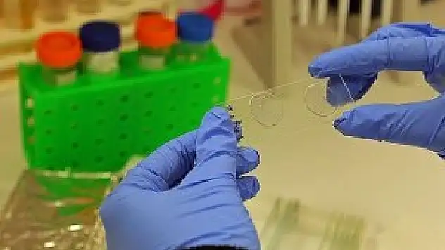 Genetiği değiştirilmiş larvalar yaraları iyileştiriyor