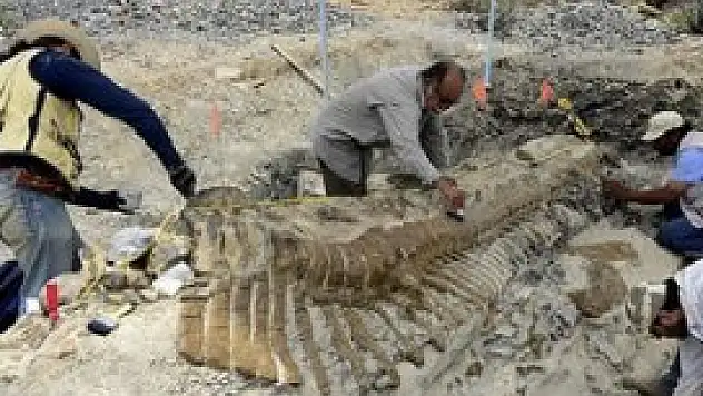 72 milyon yıllık dinozor kuyruğu fosili bulundu