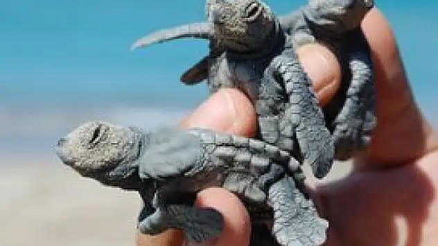 Yavru caretta carettalar denizle buluştu