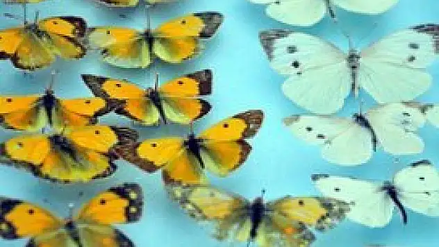 Yabancıların biyolojik avına suçüstü