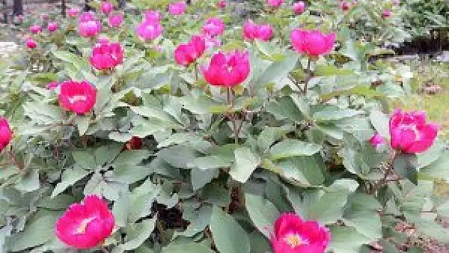 EXPO'nun 'assolisti' şakayık olacak