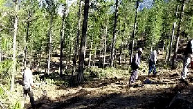 Seydişehir'de orman gençleştirme çalışmaları