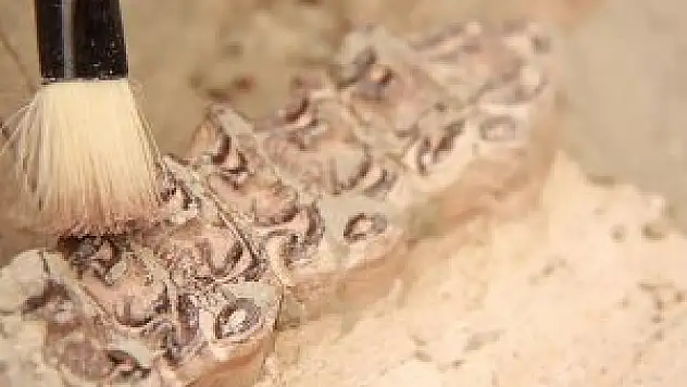 Bilinen hayvan türlerine benzemeyen fosil bulundu