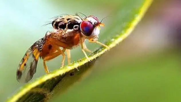 Lityum meyve sineklerinin ömrünü uzattı