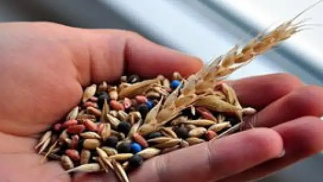 Yerli tohumlar toprakla yeniden buluşuyor