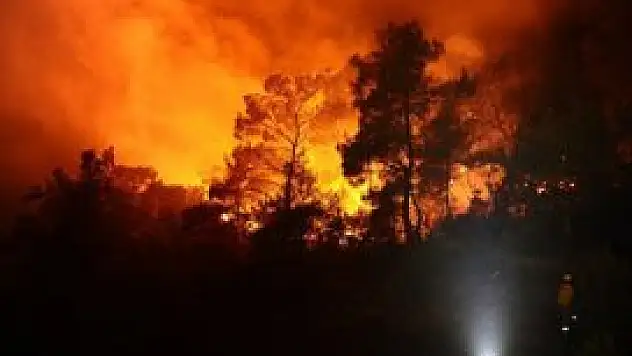 Milas'ta orman yangını