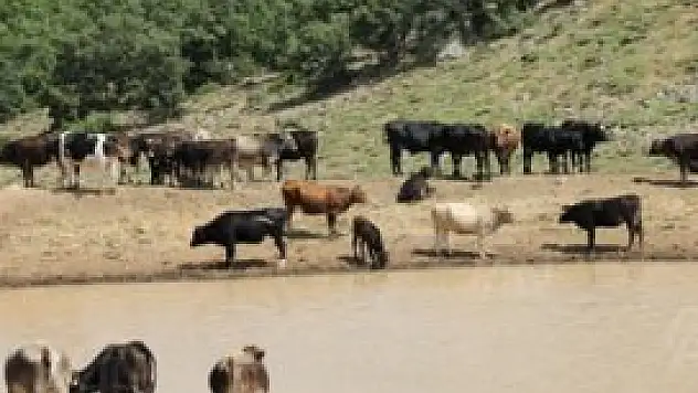 Seydişehir'de şap hastalığı
