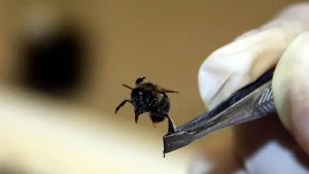 Kansere karşı 'arı zehri'