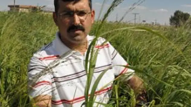 Enerji sektörü adına ümit vaad eden bir tür