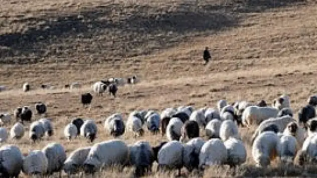 Ermeni askerleri Türk çobanı öldürdü