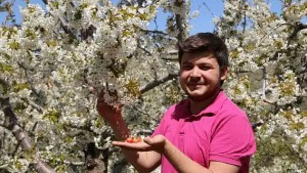 Hadim'de bin 800 rakımda kiraz ağaçları çicek açtı