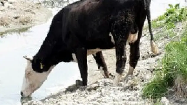 Kuraklıkla mücadeleye bir öneri daha!