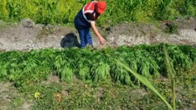 Mısır tarlasından Hint keneviri çıktı