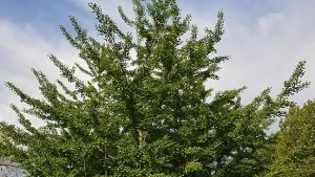 'Yaşayan fosil' milyonlarca yıldır insanlığın hizmetinde