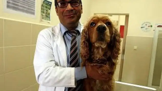 'Tomi' ötanaziden kendi kanıyla kurtuldu