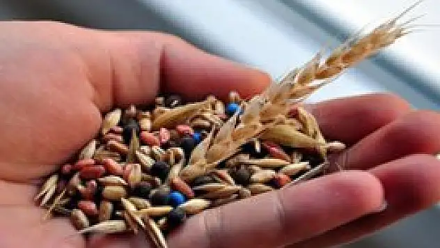 İşte sertifikalı tohumların fiyatı
