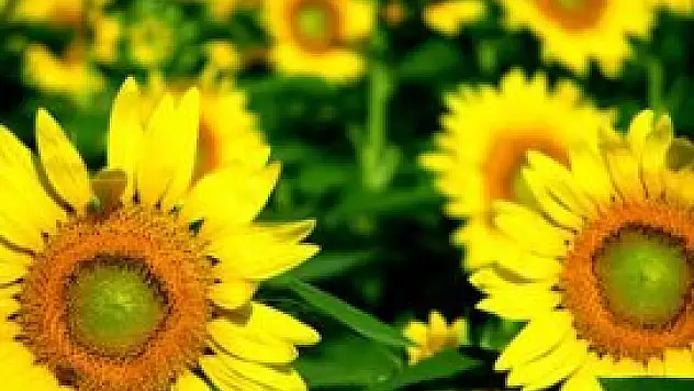 Selçuklu Ziraat Odası'ndan ayçiçeği fiyat açıklaması