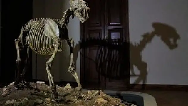 8,5 milyon yıllık fosiller adres değiştiriyor