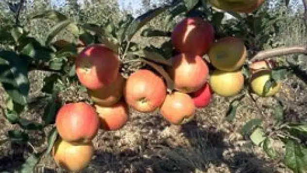 'Ben bunu yaparım' dedi ve yaptı