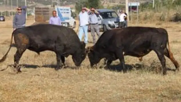 Hasret Şenliği'nde boğa güreşi heyecanı