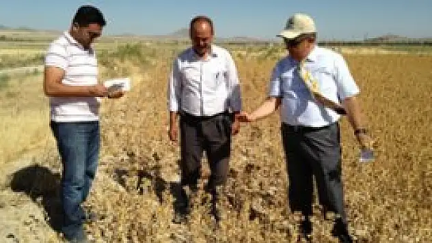 Ereğli'de aspir ekimi yaygınlaşıyor