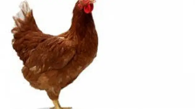 1 ayda 93 milyon tavuk kesildi