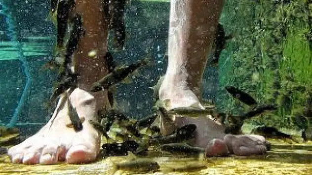 'Doktor balıklar' yoğun mesaiye hazırlanıyor