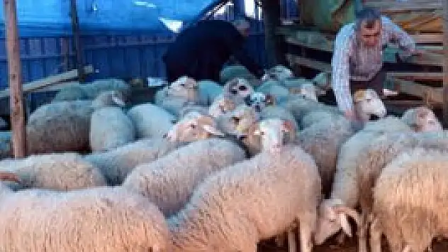 Kurban Bayramı için hayvan ithalatı yok