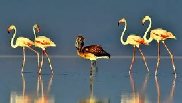 Flamingolar büyük yolculuğa hazırlanıyor