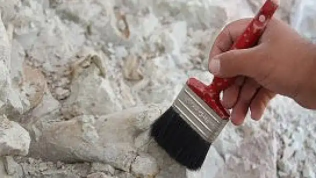 Çankırı'da antilop fosili bulundu