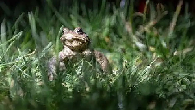 Kurbağalarda toplu ölüme neden olan mantar belirlendi