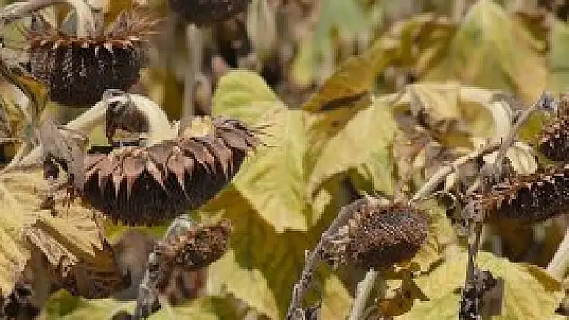 Tarım ürünleri küresel ısınmanın hızına yetişemeyecek
