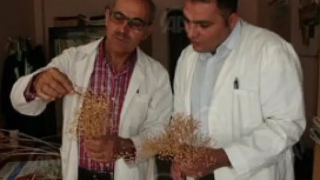 SÜ jet yakıtı ham maddesi ketenciğini üretti